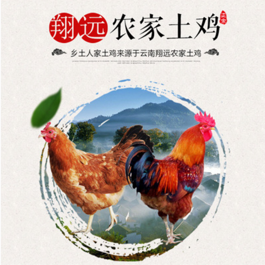 翔远生态农家散养土鸡正宗优质品种鸡天然无害健康营养美味土鸡