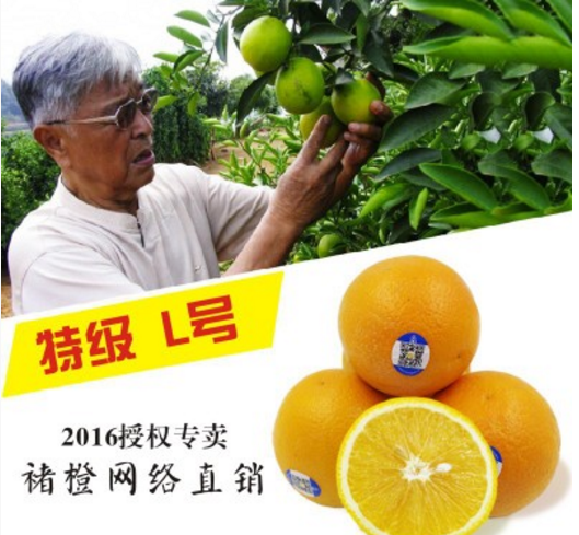 云南新平玉溪褚橙励志橙新鲜水果柑橘橙子冰糖橙L号特级包邮